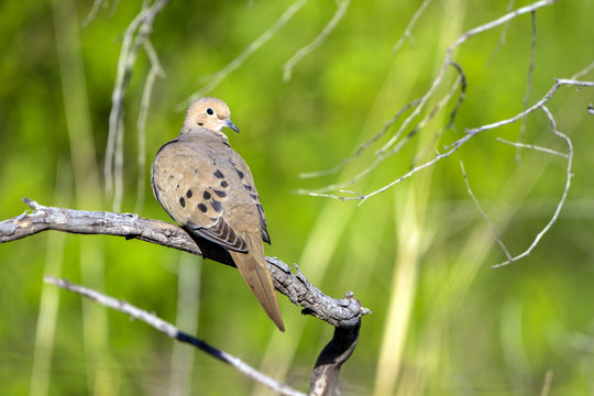 Mourning Dove in Arizona in spring