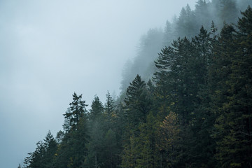 mist surrounded dense forest on the mountain slope in the morning 