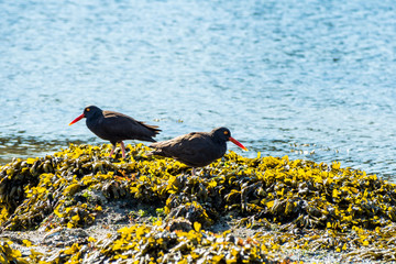 two oystercatchers searching for food on seaweed covered coast on a sunny day