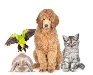 Group of pets sitting together in front view. Isolated on white background