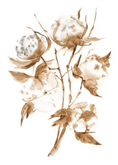 Watercolor illustration of the branches of the cotton with fluffy flowers. Isolated on white background