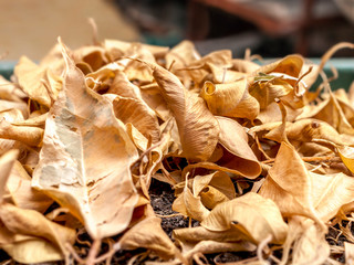Closeup of Dry Fallen Yellow Leaves of Ficus Benjamina, Weeping Fig, Benjamin Fig, Ficus Tree or Ficus in The Pot.