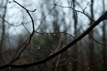Fototapeta na wymiar raindrops on the branches