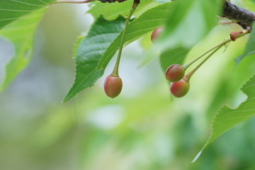木になるサクランボ1
