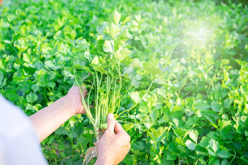Hand of farmer holding Celery Hydroponics vegetable in famrland.