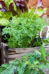 Veggie Starts Ready For Planting in the Garden