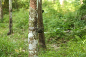 Rubber trees in Thailand