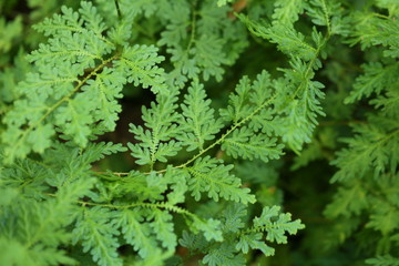 Green plants background