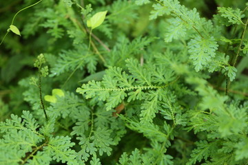 Green plants background
