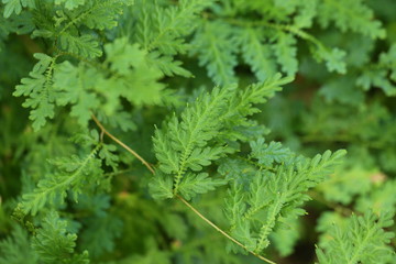 Green plants background