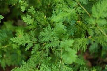 Green plants background