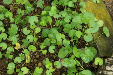 Green plants background