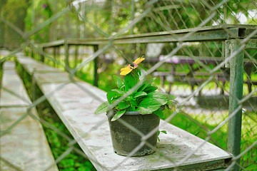 Yellow flowers in pots are locked in cages.