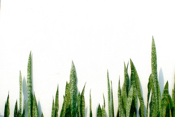 Sansevieria trifasciata tree on white background