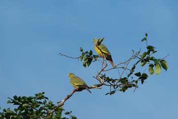 Orange-breasted Green Pigeon  (Treron bicincta), Yala National Park, Sri Lanka