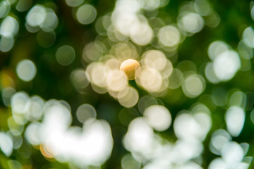 Abstract bokeh lights of green leaf. natural background