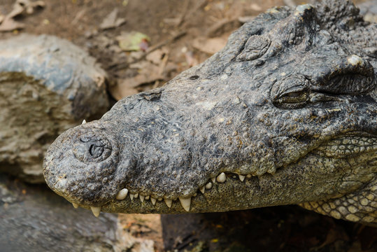 close-up of Crocodile head