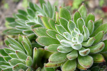 Echeveria Succulent plant 'Echeveria setosa'