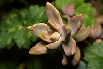 Sedum Succulent plant (var.)