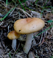 Gomphidius cf muculata in Shanxi-LH219