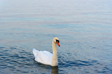 Fototapeta na wymiar White swan on Garda Lake, Lago di Garda. Peschiera del Garda. Italy