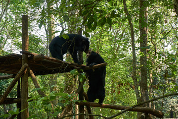 Fighting bears at the bear rescue center Free the bears in Kuangsi, next to kuangsi waterfall , Laos.