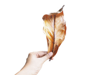  woman hand holding dry brown leaf