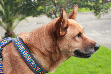 Naklejka premium Perro adulto