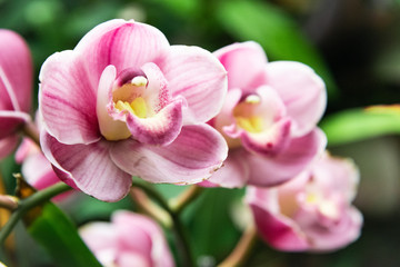 Naklejka na ściany i meble orchids in the garden