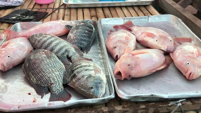 handheld close shot of fresh life red and white snapper fish on local market stall bamboo display. life stock sale with animals gasping for air on tin trays just before being butchered