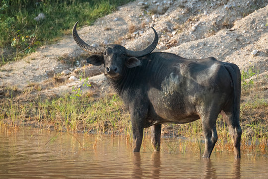 Conform råolie klimaks 219 BEST "Wild Water Buffalo" IMAGES, STOCK PHOTOS & VECTORS | Adobe Stock