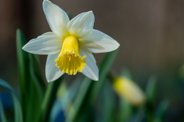 Large-cupped Daffodil