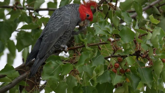 Gang Gang Cockatoo foraging food from a suburban street tree. The male bird moves along the branches to find more fruit.