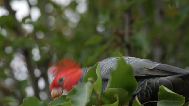 Gang Gang Cockatoo foraging food from a suburban street tree. CLOSE UP SHOT of the male eating the tree fruit.