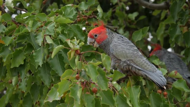 Gang Gang Cockatoo's foraging food from a suburban street tree. Two male birds eating the fruit while the branches sway in the breeze.