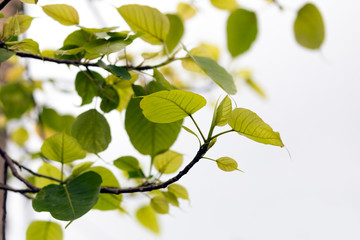 Fototapeta na wymiar Green Peepal leaves on a white background.