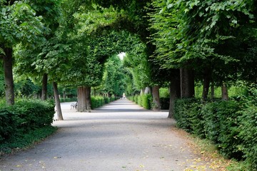 tunnel of trees in austria