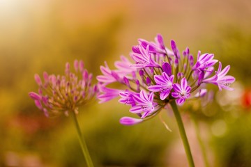Wallpaper of beautiful flowers