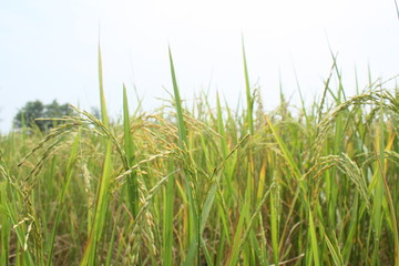 Rice plants against the background of cloudy bright blue skies in summer