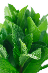 fresh green leaves of mint on a white background