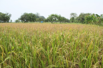 Rice plants against the background of cloudy bright blue skies in summer