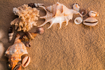 Sea shells with sand as background. Summer beach.