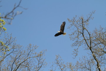 Unedited bald eagle in flight