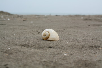 Fototapeta na wymiar isolated snail shell on beach
