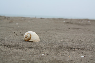 Fototapeta na wymiar isolated snail shell on beach