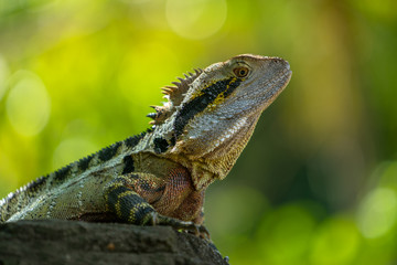 Australian Water Dragon against a green background