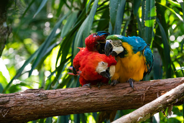Macaws preening each other