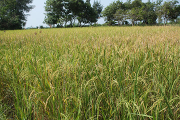 Rice plants against the background of cloudy bright blue skies in summer