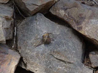 Caracol