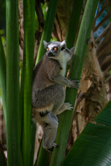 Ring-Tailed Lemur in a tree